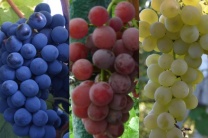 Винные сорта винограда фото